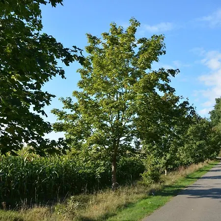 Ferienhaus In Unberuehrter Natur Mit Zwei Schlafzimmern Holiday home Heideblick