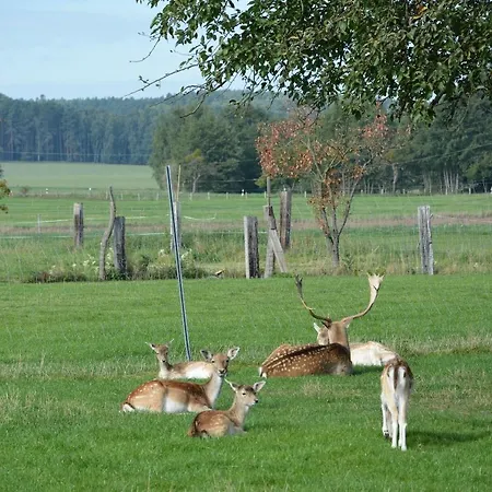 Ferienhaus In Unberuehrter Natur Mit Zwei Schlafzimmern Heideblick